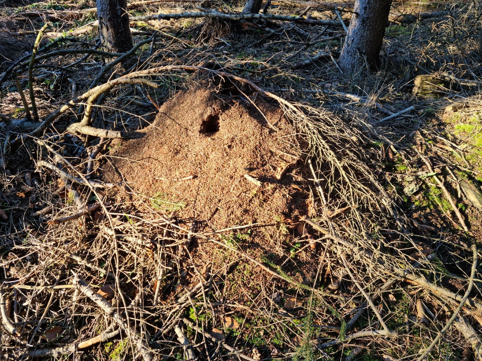 Ameisenhügel im Wald