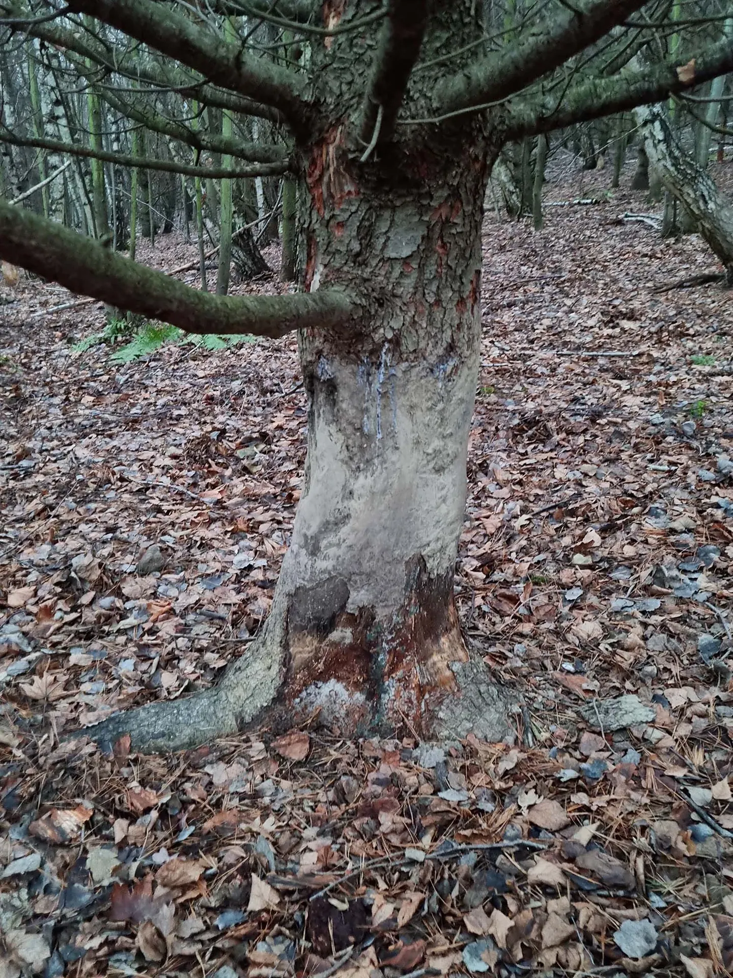 Baum im Wald
