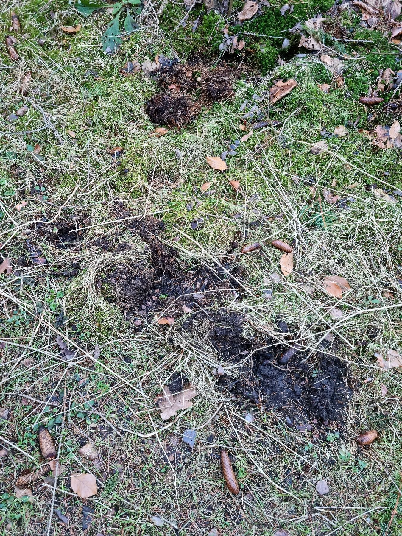 Aufgewühlter Waldboden und Spuren im Revier
