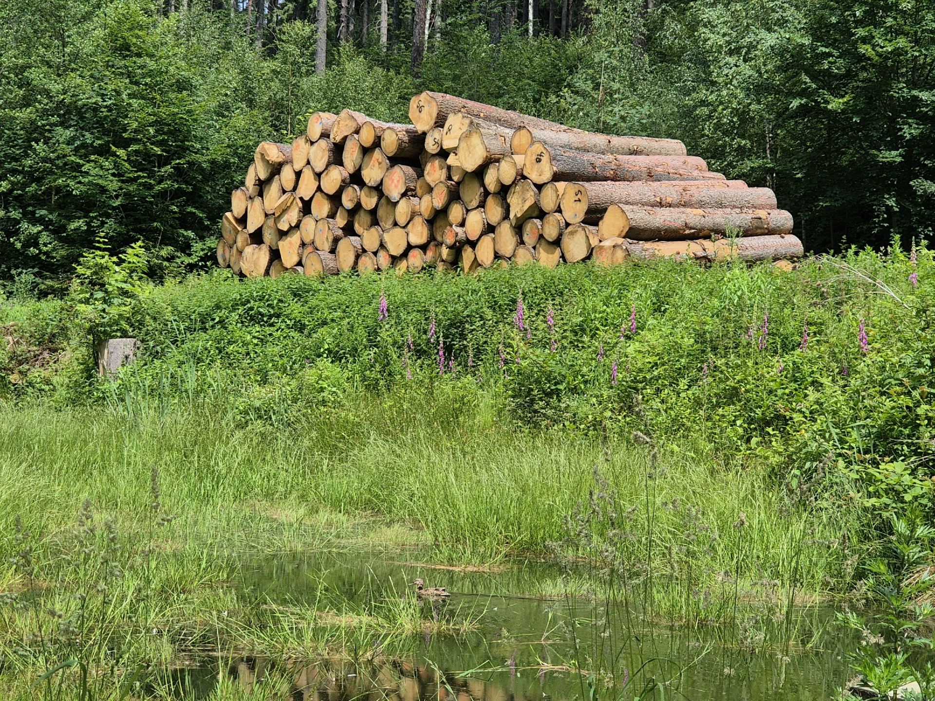 Holzstapel am Waldrand und Wiese