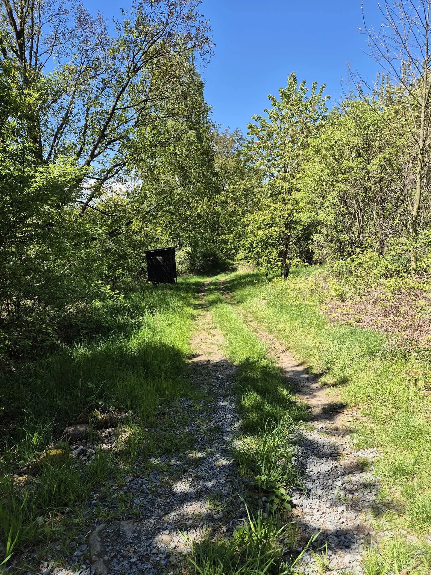 Revierweg durch den Wald