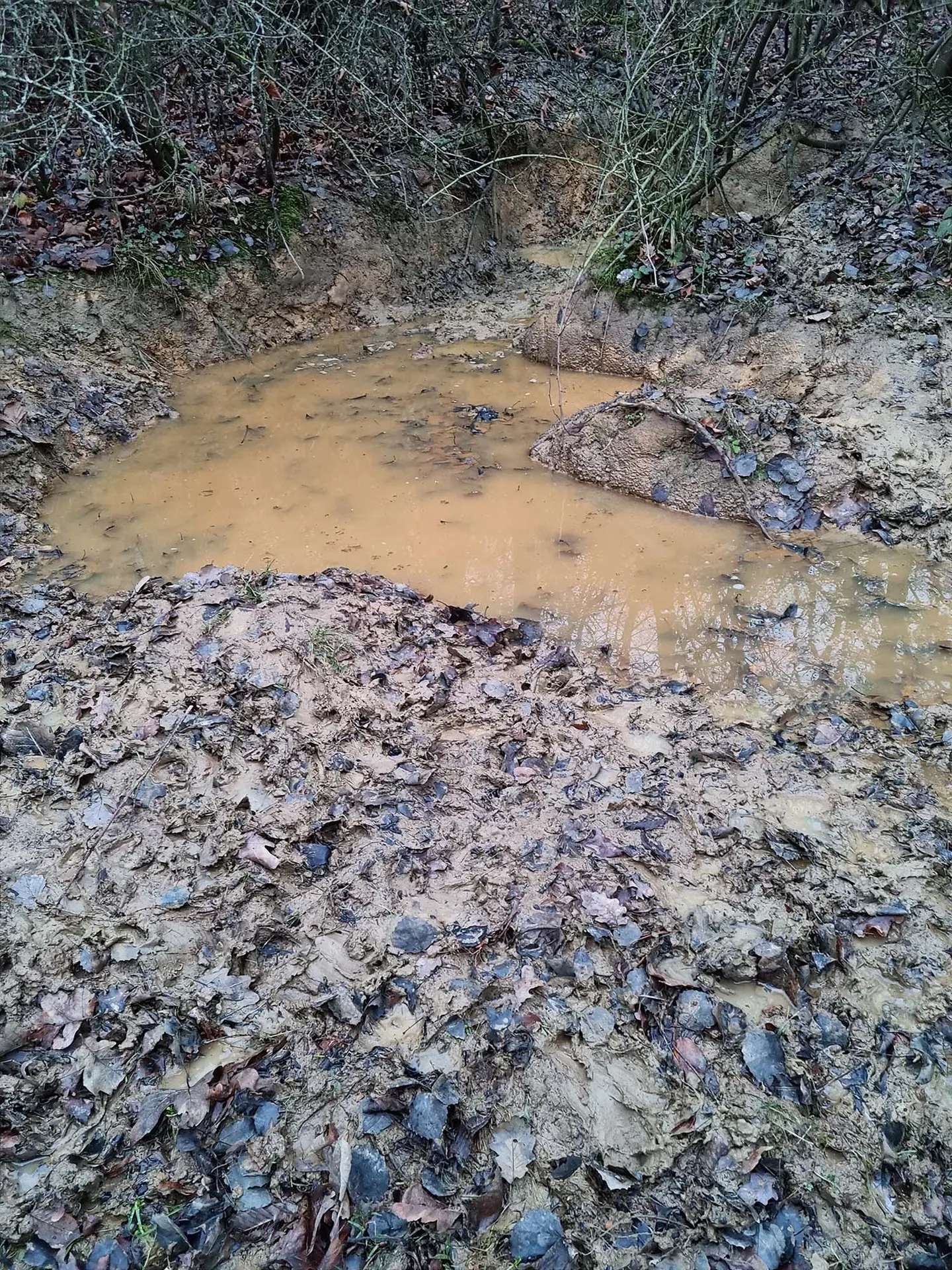 Suhle im Wald