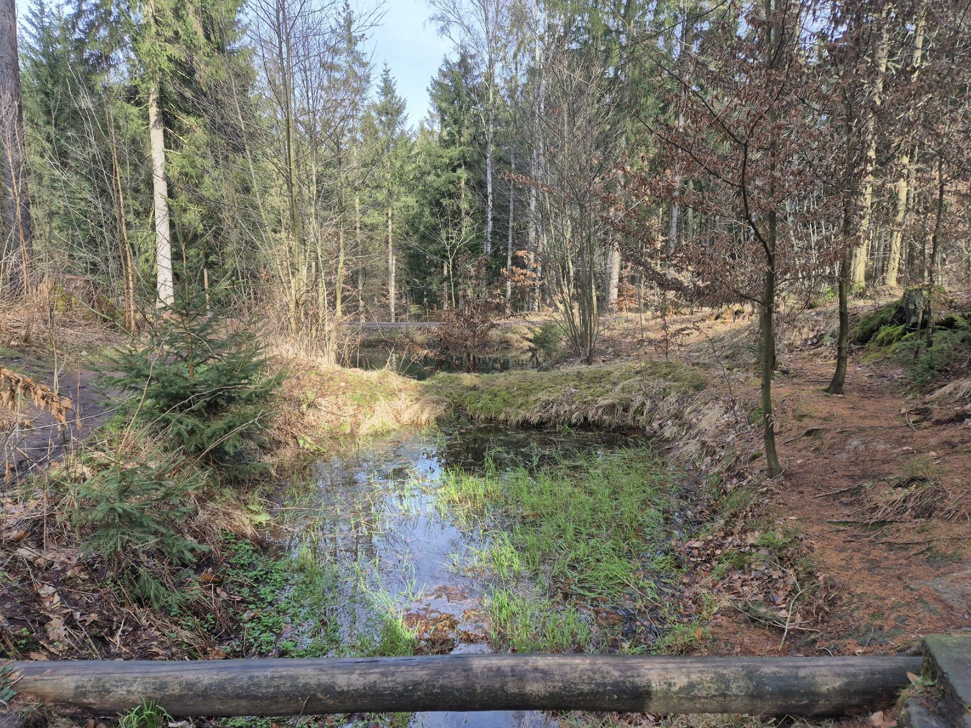 Waldteich im Lehrrevier