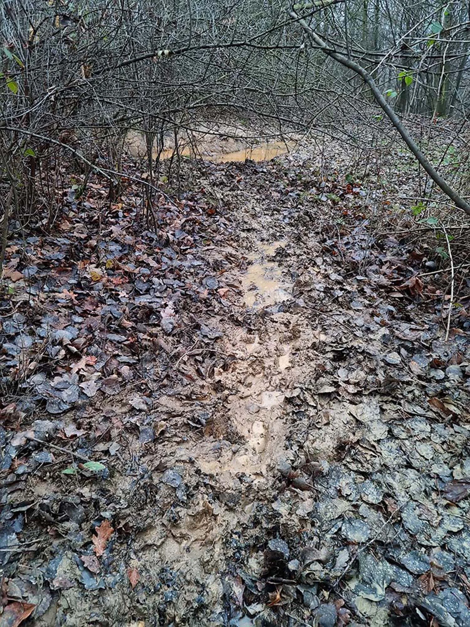 Wildspur im Waldboden